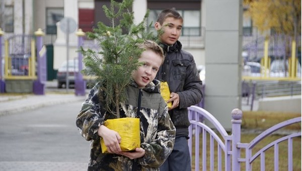 Созданный в Томске криогель позволит вырастить кедры на Полярном круге