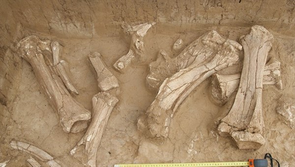 Ученые ТГУ нашли более 600 костей мамонтов в их витаминном санатории