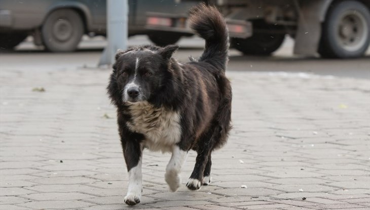 Верный друг будет отлавливать бродячих собак в Томске в 2016г