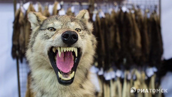 Эксперт: волки заходят все дальше на юг Томской области
