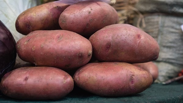 Томичи смогут запастись овощами на Празднике картошки в субботу