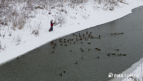 Зоолог рассказал, как помочь пережить мороз уткам, зимующим в Томске