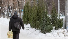 Томсклесхоз начал продажу елок по сниженным ценам в районах области