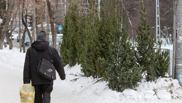 Первые елочные базары в Томске откроются 10 декабря