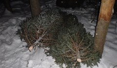 Томские власти усилят контроль за незаконной рубкой елок к Новому году