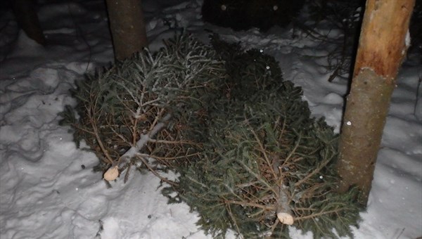 Томские власти усилят контроль за незаконной рубкой елок к Новому году