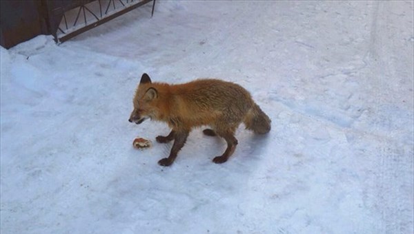 Верный друг поймал лису, гуляющую в центре Томска