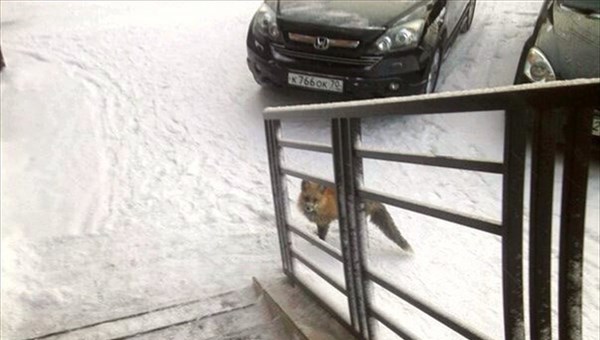 Верный друг поймал лису, гуляющую в центре Томска
