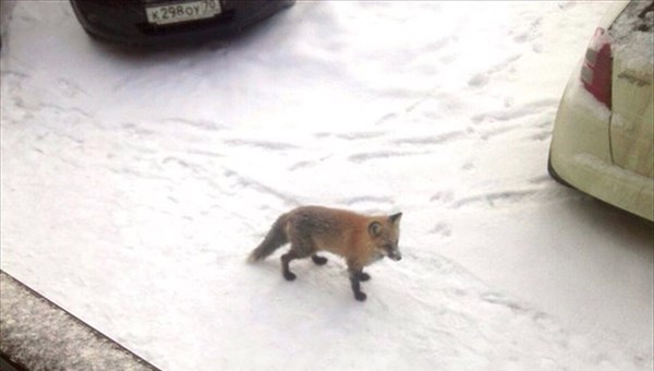 Верный друг поймал лису, гуляющую в центре Томска