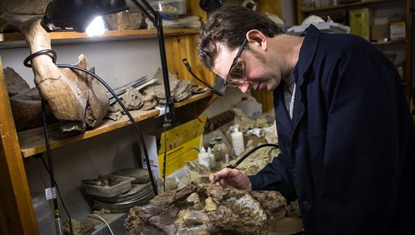 Ученые ТГУ извлекут из каменного плена остатки гигантского динозавра