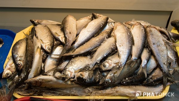 Клевая отрасль: какие рыбные производства появятся в Томской области