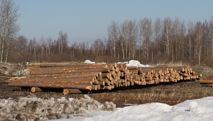 Облдума запретила томичам продавать заготовленный для своих нужд лес