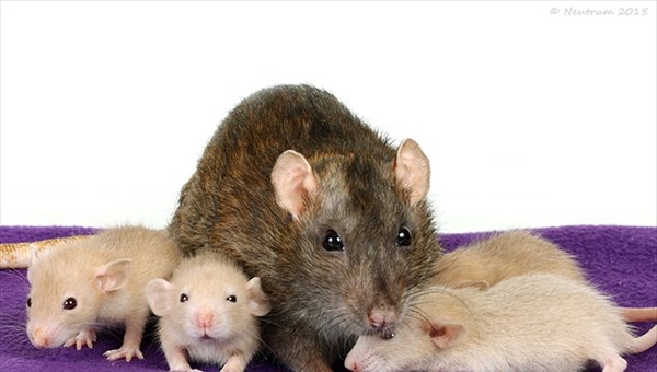 Бархатистый хвост и фотогеничная натура: чего томичи не знали о крысах