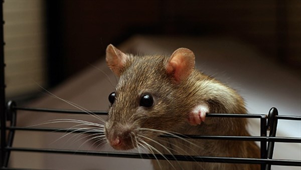 Бархатистый хвост и фотогеничная натура: чего томичи не знали о крысах