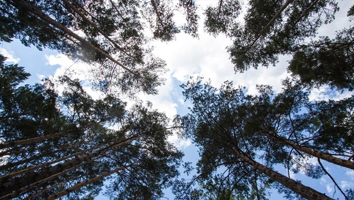 Полигон по отработке системы контроля за лесами появится в Томске