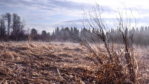 Томский агроном обвинен в порче 120 га земли, ущерб превысил 5 млрд