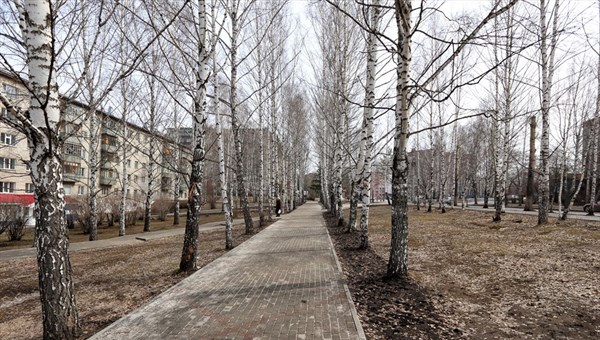 Подрядчики снесут более 1200 старых деревьев в Томске в 2019г