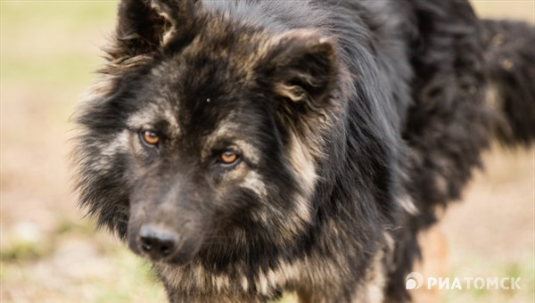 ТГУ запустил аукцион для сбора денег на памятник собаке Ищу человека