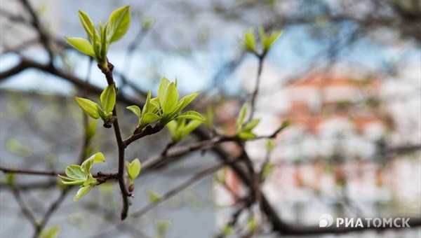 Потепление ожидается в Томске в понедельник