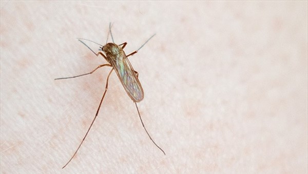 Ученые расскажут томичам о генетике комаров и проблемах Земли