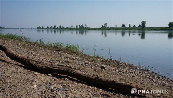 Ядовитая змея укусила мужчину на берегу Томи в Томске