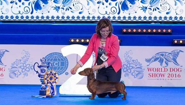 Томские собаки Баста, Фил и Гарик победили на мировом конкурсе красоты