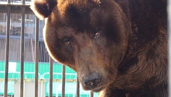Медведь, выросший в зоопарке Северска, ранил одного из смотрителей