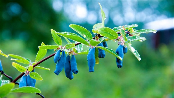 Tomsk SAVA sent the first batch of honeysuckle marmalade to the USA