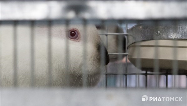 Мясо кроликов с томской фермы появится в торговых сетях в начале 2017г
