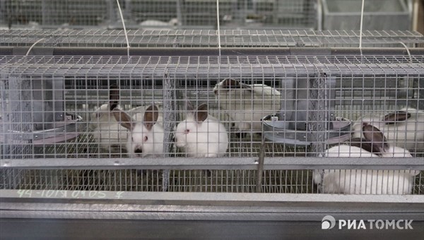 Chinese investor intends to invest 50 million rub in Tomsk rabbit farm
