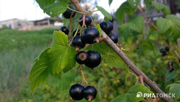 Плодово-ягодный сад создадут в Нелюбине на средства гранта