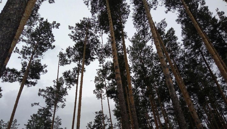 Генпрокуратура: в томском заказнике незаконно спилен лес на 10 млн руб