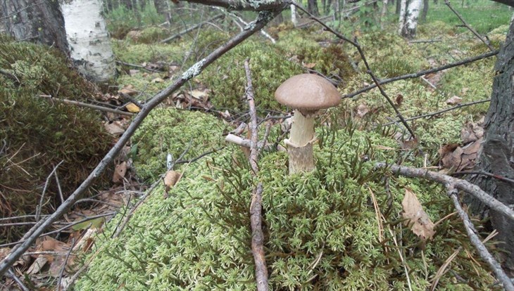 Ученые разных стран приедут изучать томские грибы и составят их атлас