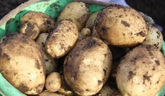 Эксперт: томичи вряд ли ринутся на картошку, да и поля не готовы