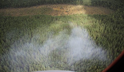 Площадь лесных пожаров в Томской области сократилась в 5 раз