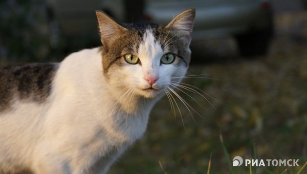 Праздник усатых и полосатых: томские котики на снимках в Instagram