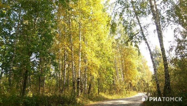 Воскресенье в Томске ожидается прохладным, но без осадков