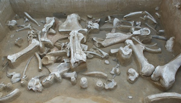 Палеонтологи ТГУ нашли рекордную концентрацию костей мамонтов в России