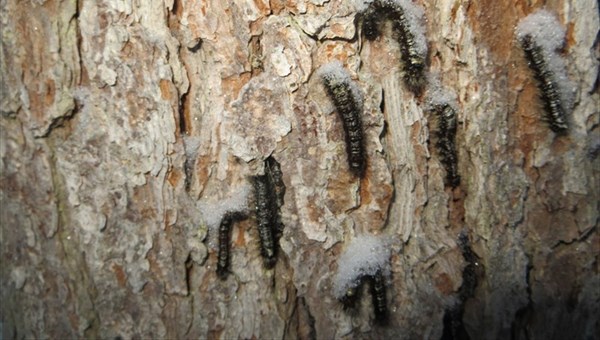 Очень голодная гусеница: шелкопряд угрожает томским кедровникам