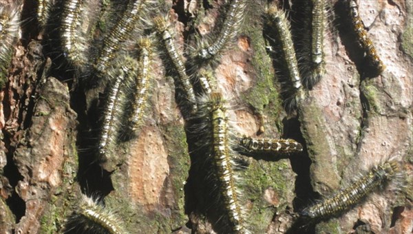 Ученые ТГУ предложили менять геном деревьев для истребления шелкопряда