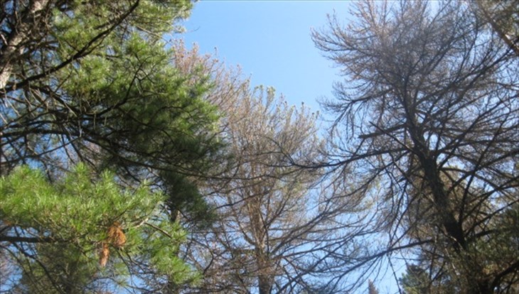 Томские власти просят арендаторов активнее вырубать лес с шелкопрядом