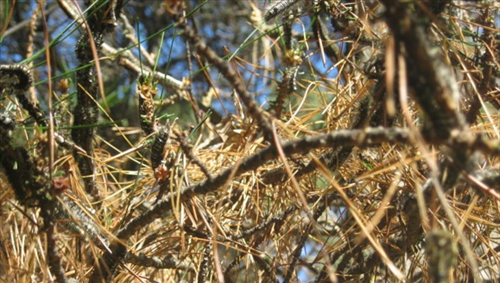 Шелкопряд к весне может захватить еще 125 тыс га томского леса