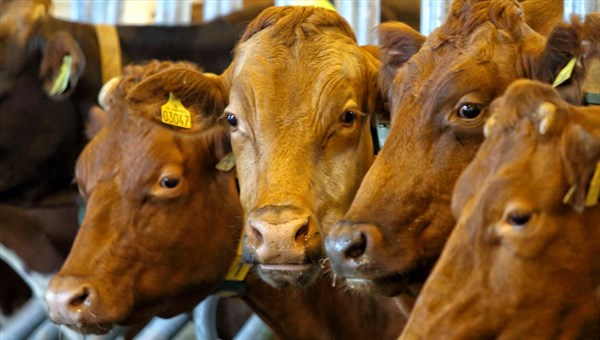 Перспективы мясного животноводства обсудят на сельском сходе в Томске