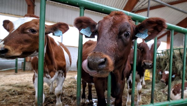 Молочная ферма на 3 тыс голов может появиться под Томском после 2020г