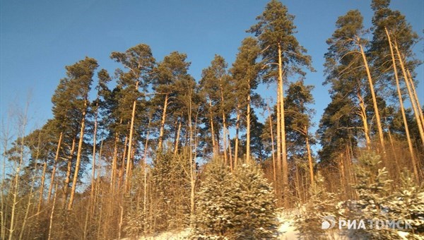 Томские власти снимут бронь с лесных участков Зеленой фабрики