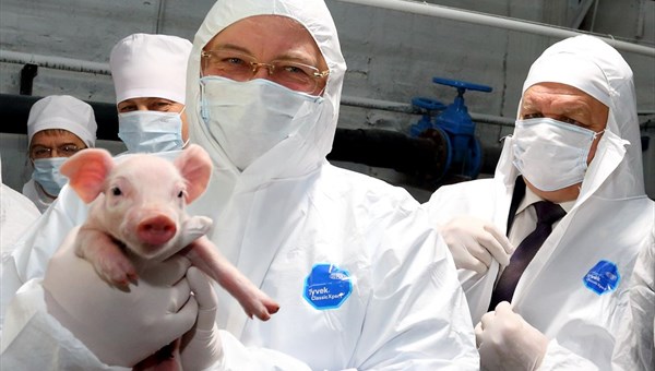 Томский агрохолдинг вложит 2,5 млрд руб в санацию свинокомплекса