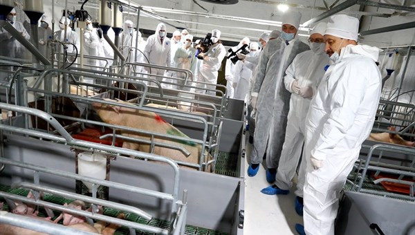Томский агрохолдинг вложит 2,5 млрд руб в санацию свинокомплекса