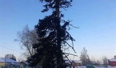 САХ Колпашева установило облысевшую новогоднюю елку в селе Тогур