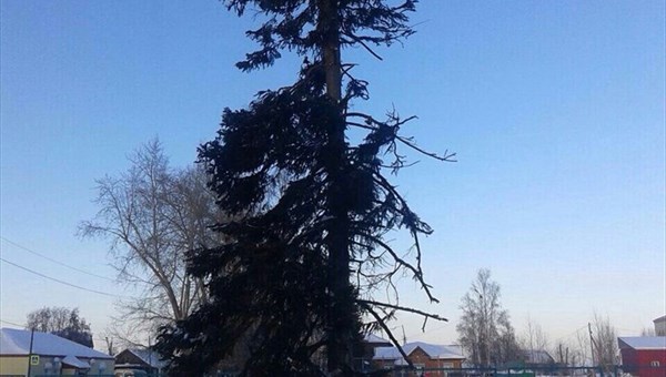 САХ Колпашева установило облысевшую новогоднюю елку в селе Тогур