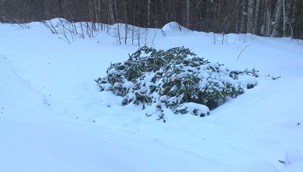 Эксперт: красноярские медведи легли в спячку в лесах Томской области